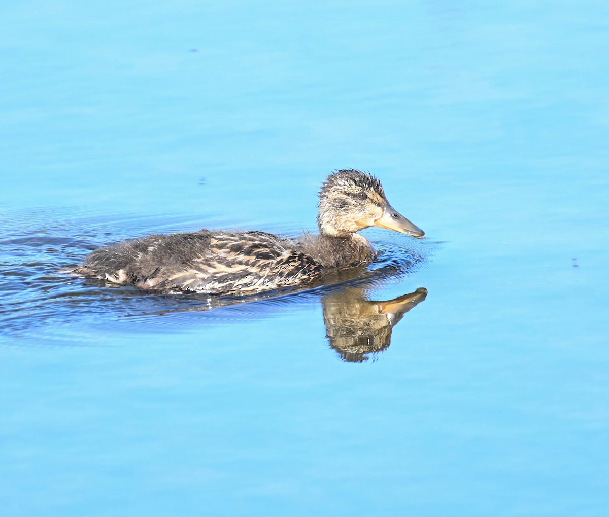 Mallard - ML638274419