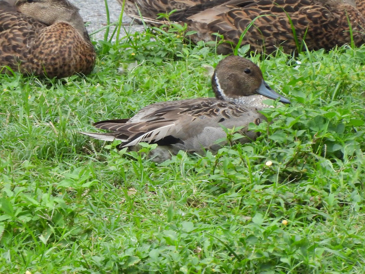 Northern Pintail - ML638274423