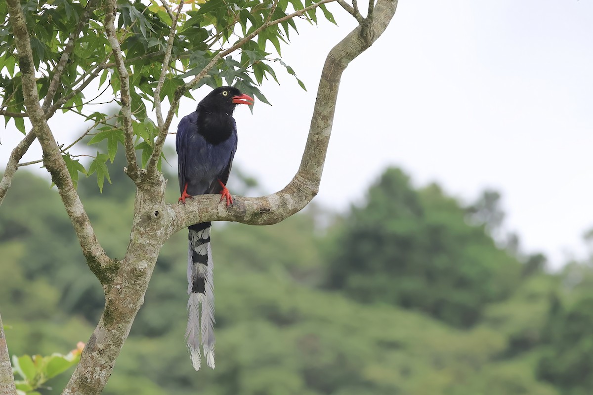Taiwan Blue-Magpie - ML638274425