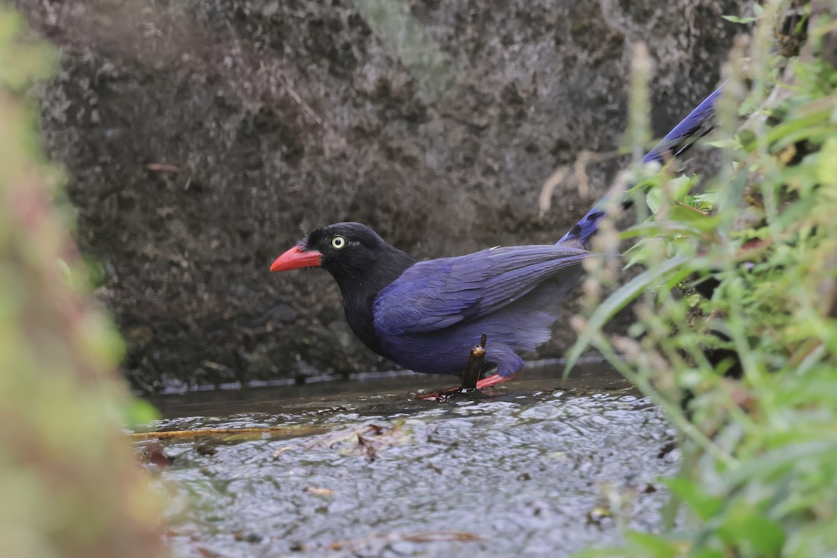 Taiwan Blue-Magpie - ML638274428