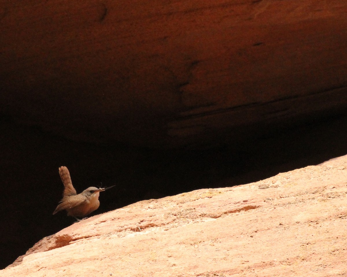 Canyon Wren - ML638274429