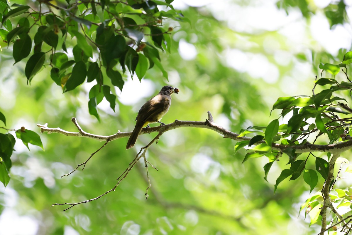 Stripe-throated Bulbul - ML638274436
