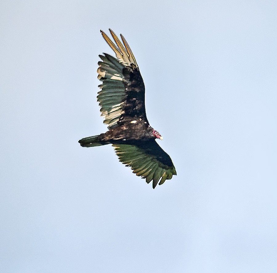 Turkey Vulture - ML638274438