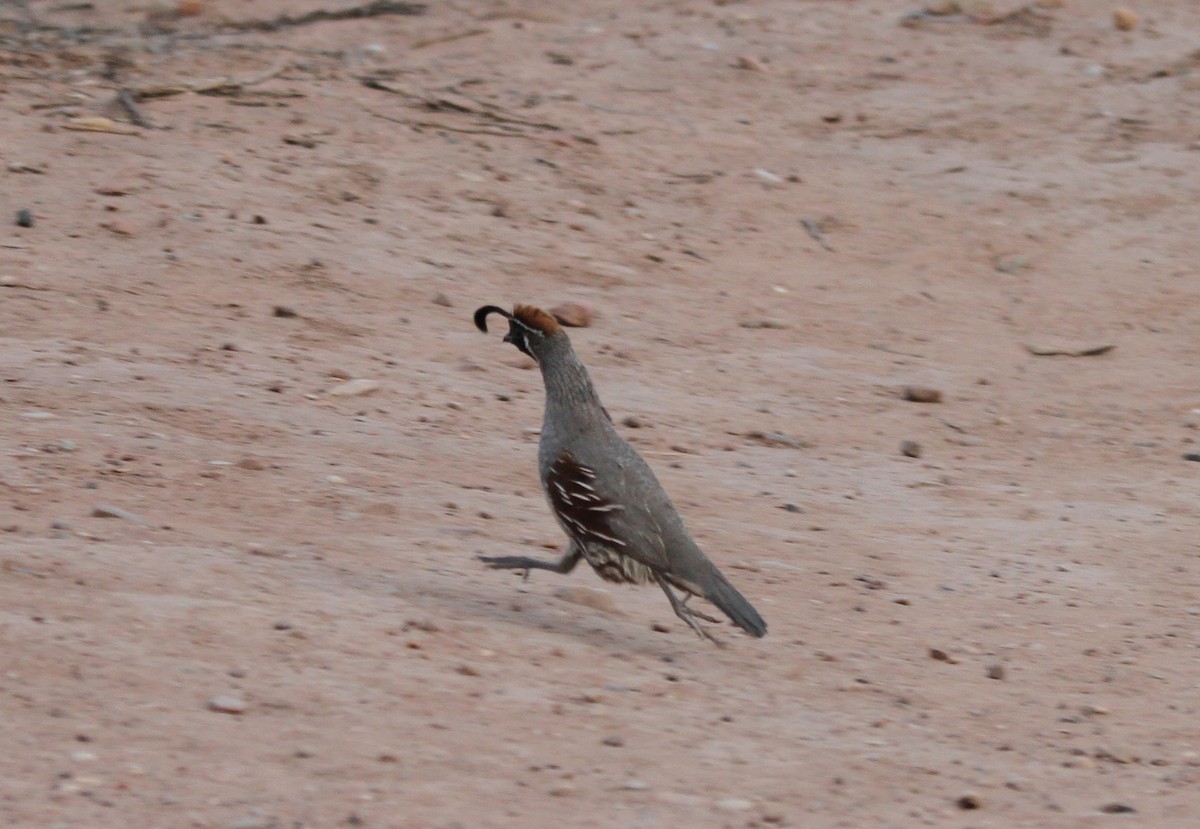 Gambel's Quail - ML638274457