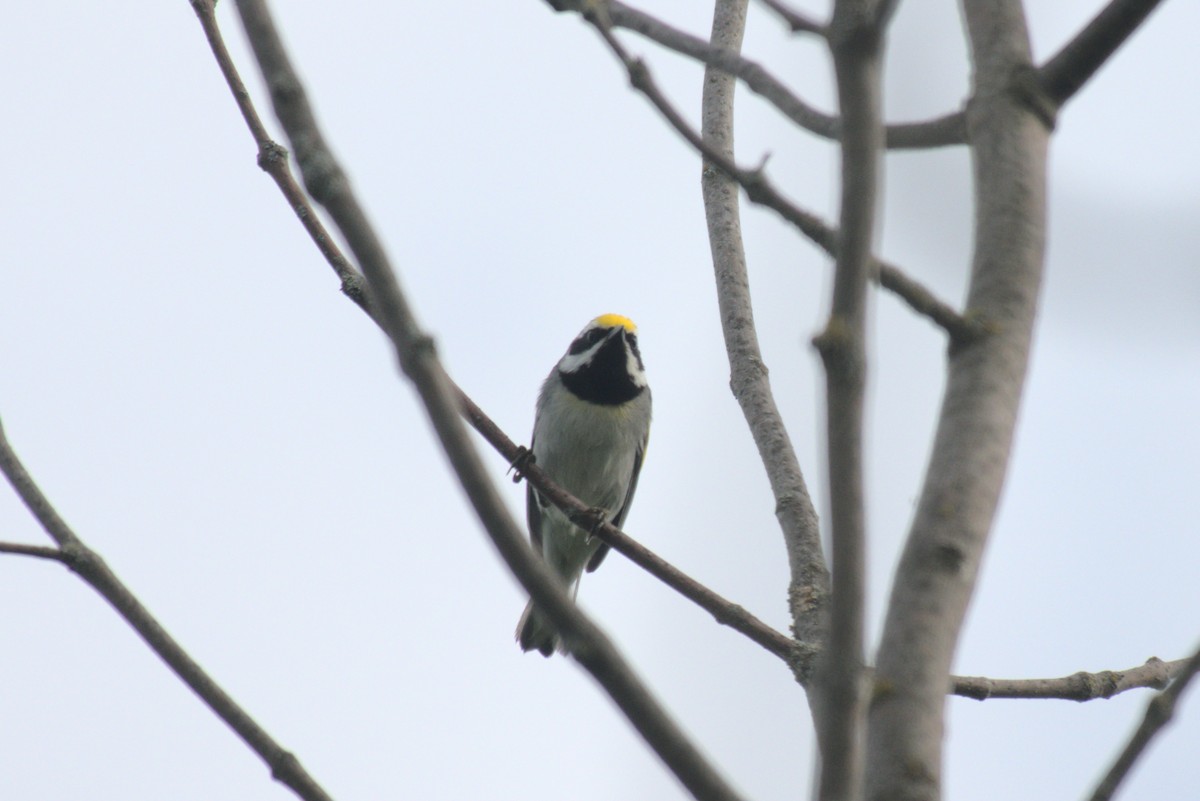 Goldflügel-Waldsänger - ML638274468