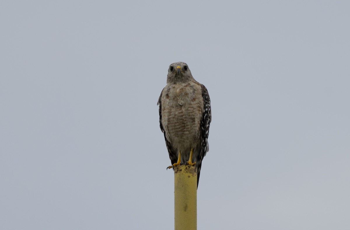 Red-shouldered Hawk - ML638274478