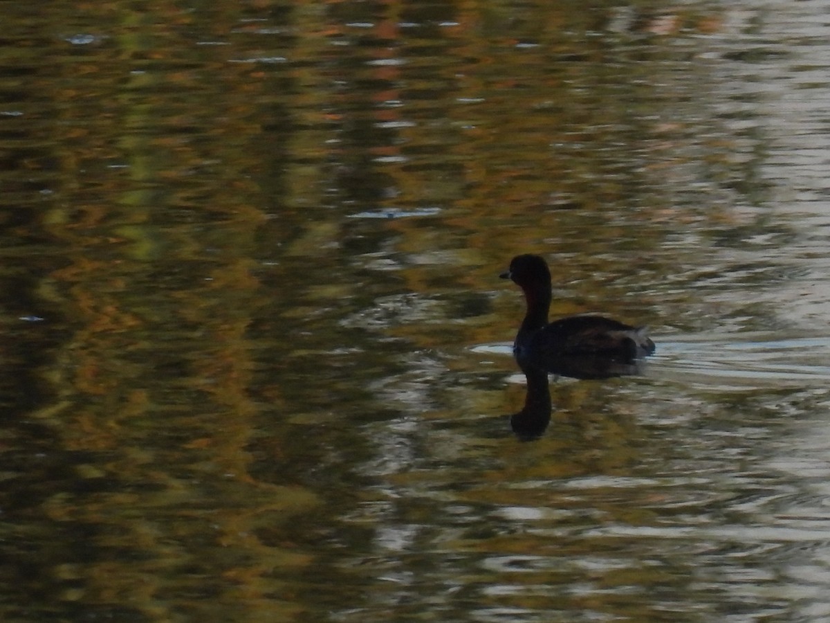 Little Grebe - ML638274484