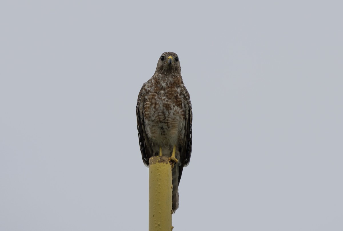 Red-shouldered Hawk - ML638274488