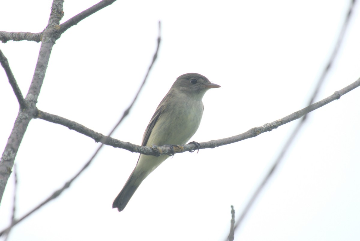 Alder Flycatcher - ML638274490