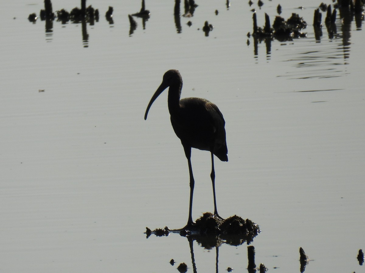 bronseibis - ML638274493