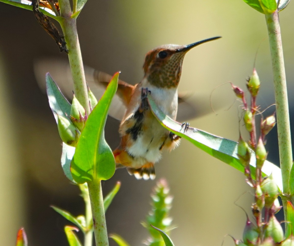 Allen's Hummingbird - ML638274494