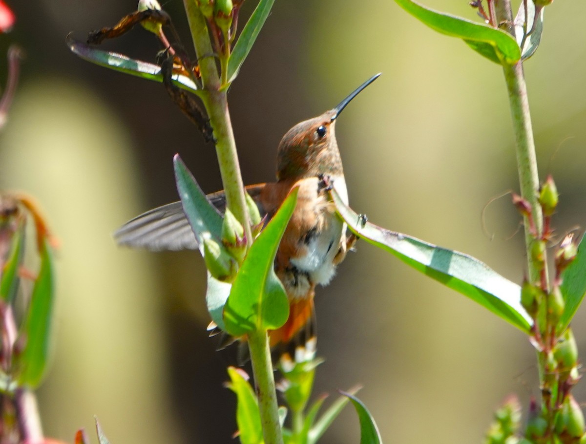 Allen's Hummingbird - ML638274495