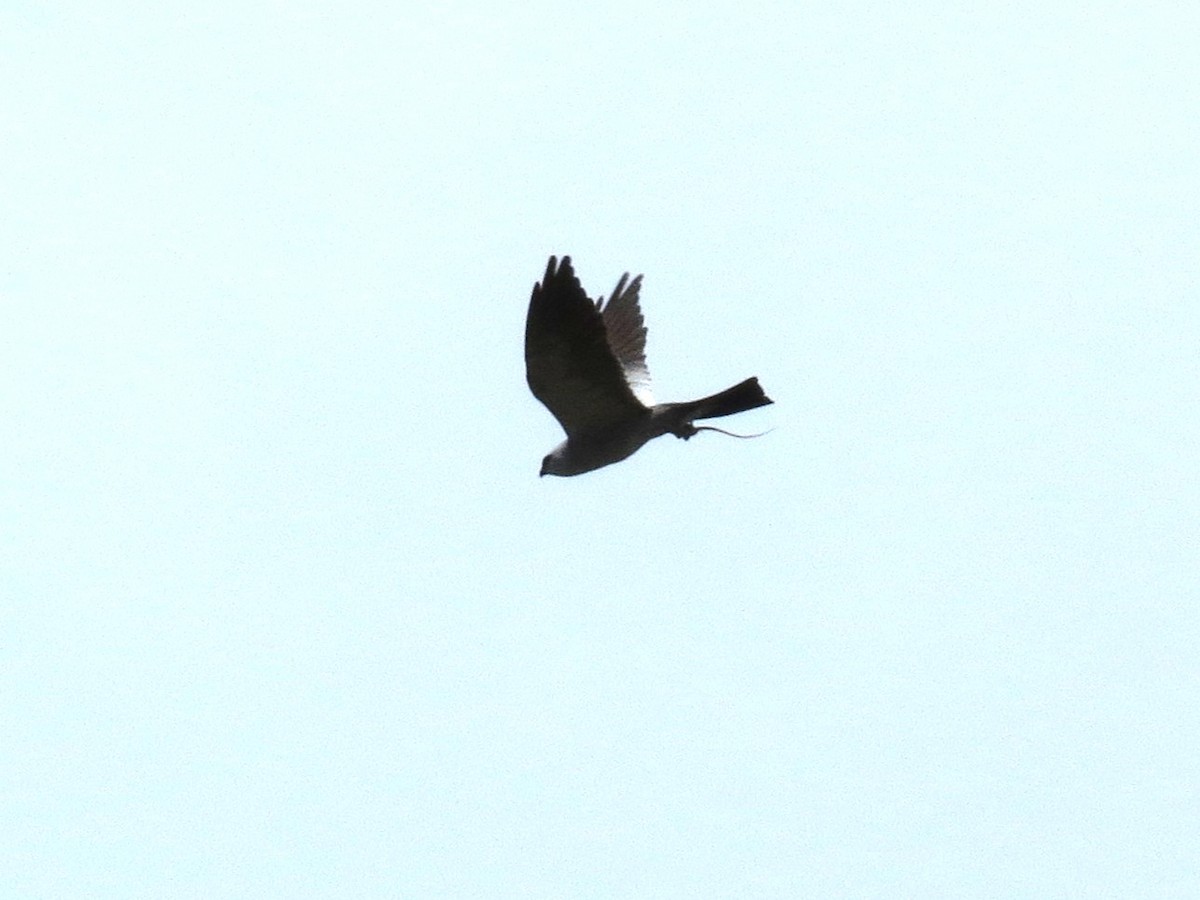 Mississippi Kite - ML638274496