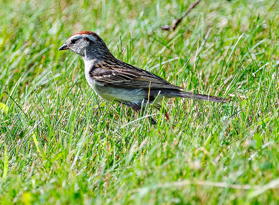 Chipping Sparrow - ML638274522