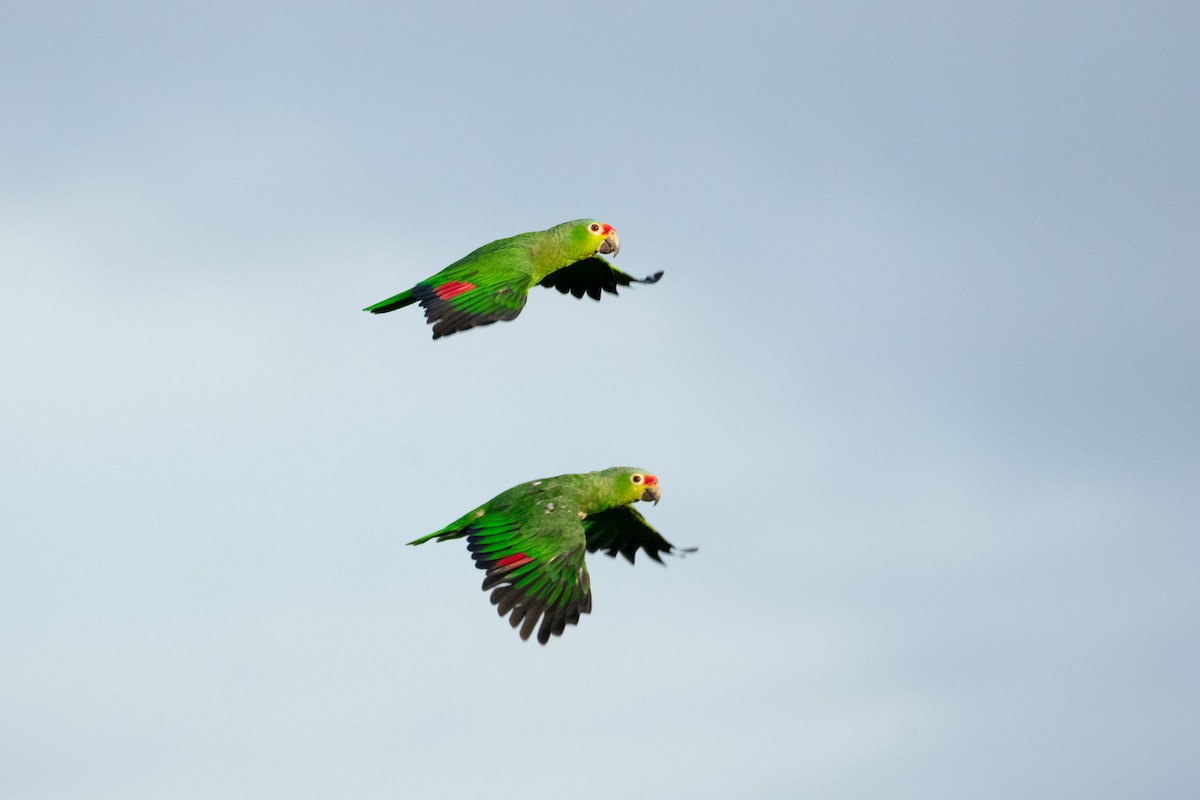 Red-lored Amazon - ML638274524