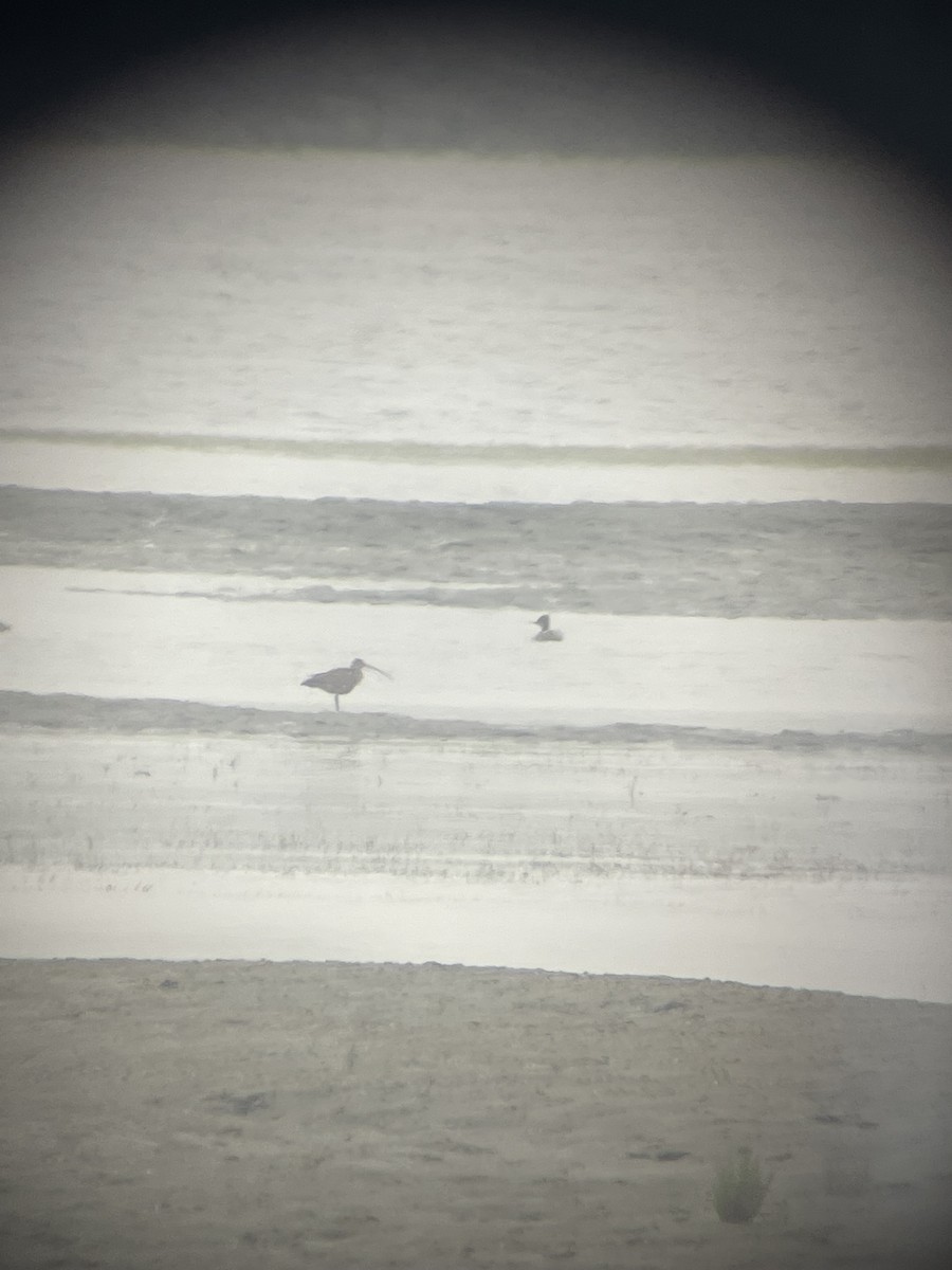 Red-breasted Merganser - ML638274539