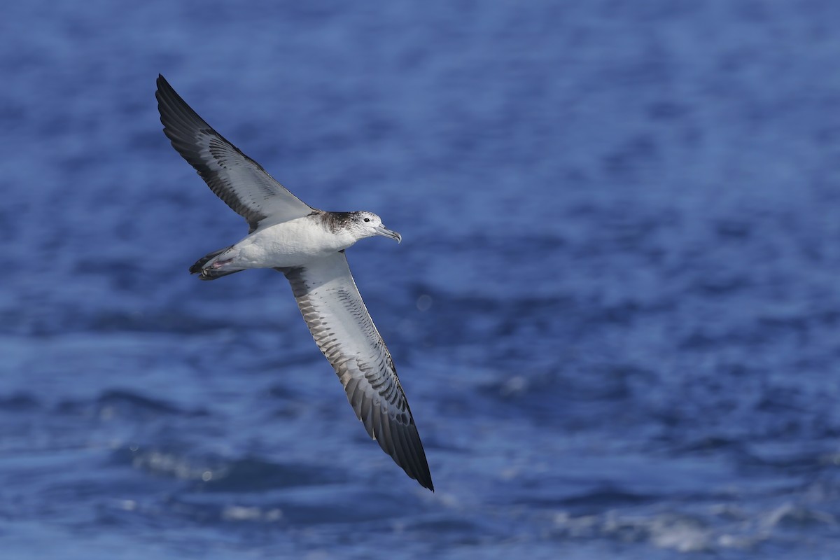 Streaked Shearwater - ML638274545