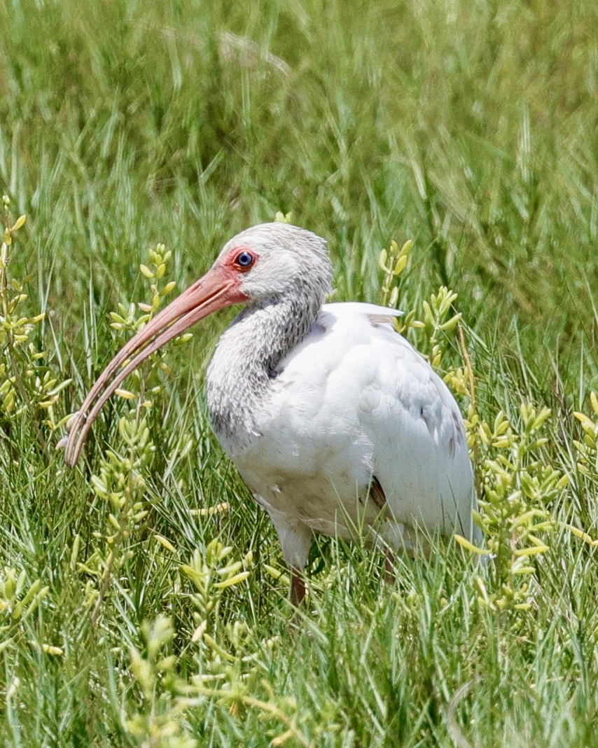 ibis bílý - ML638274547
