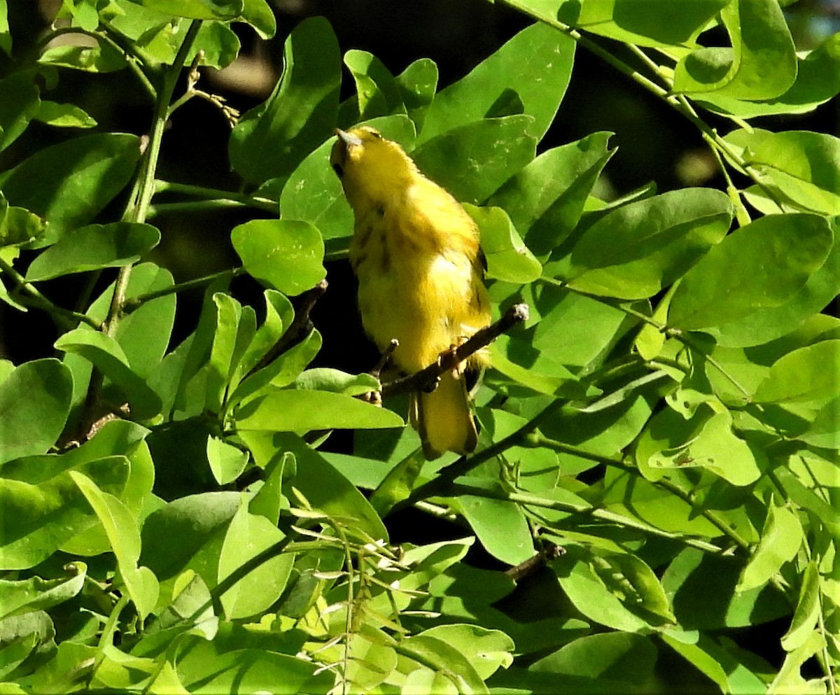 Yellow Warbler - ML638274576