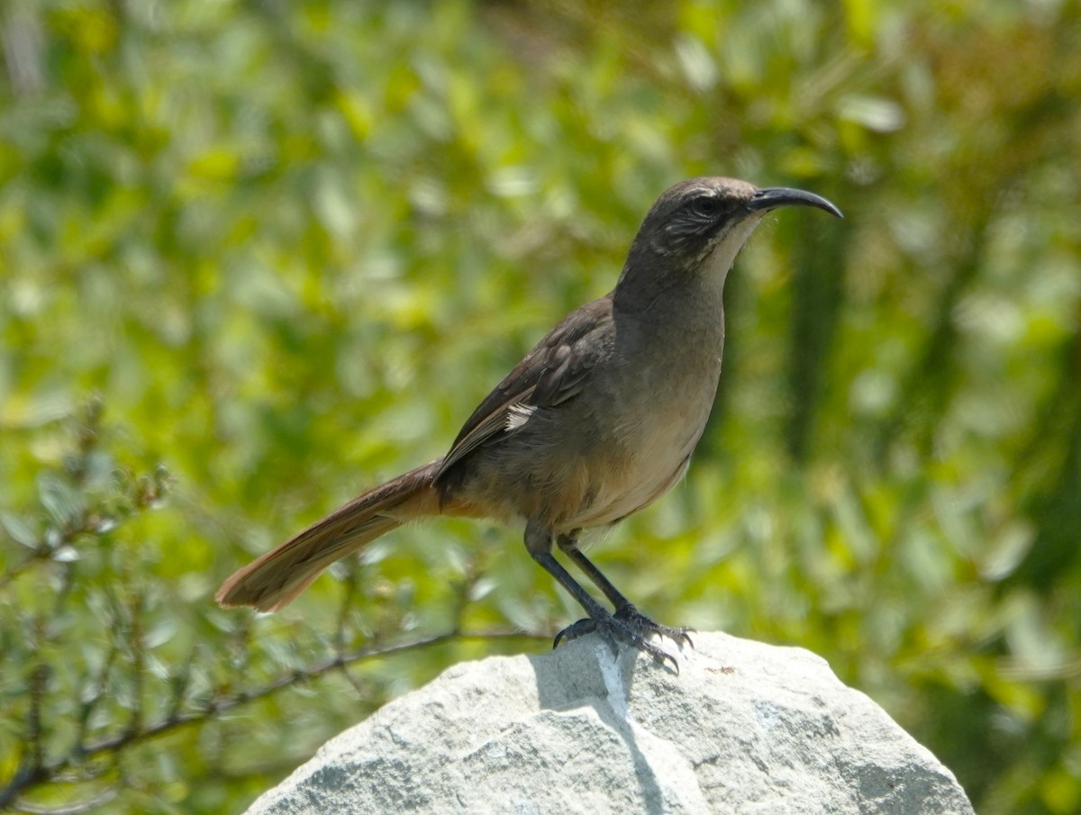 California Thrasher - ML638274582