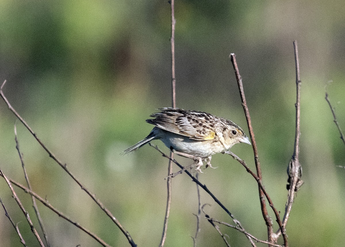 Grasshopper Sparrow - ML638274583
