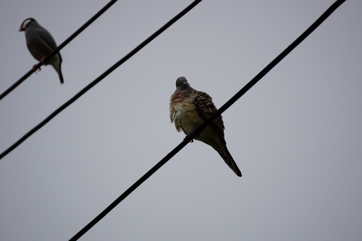 Zebra Dove - ML638274588
