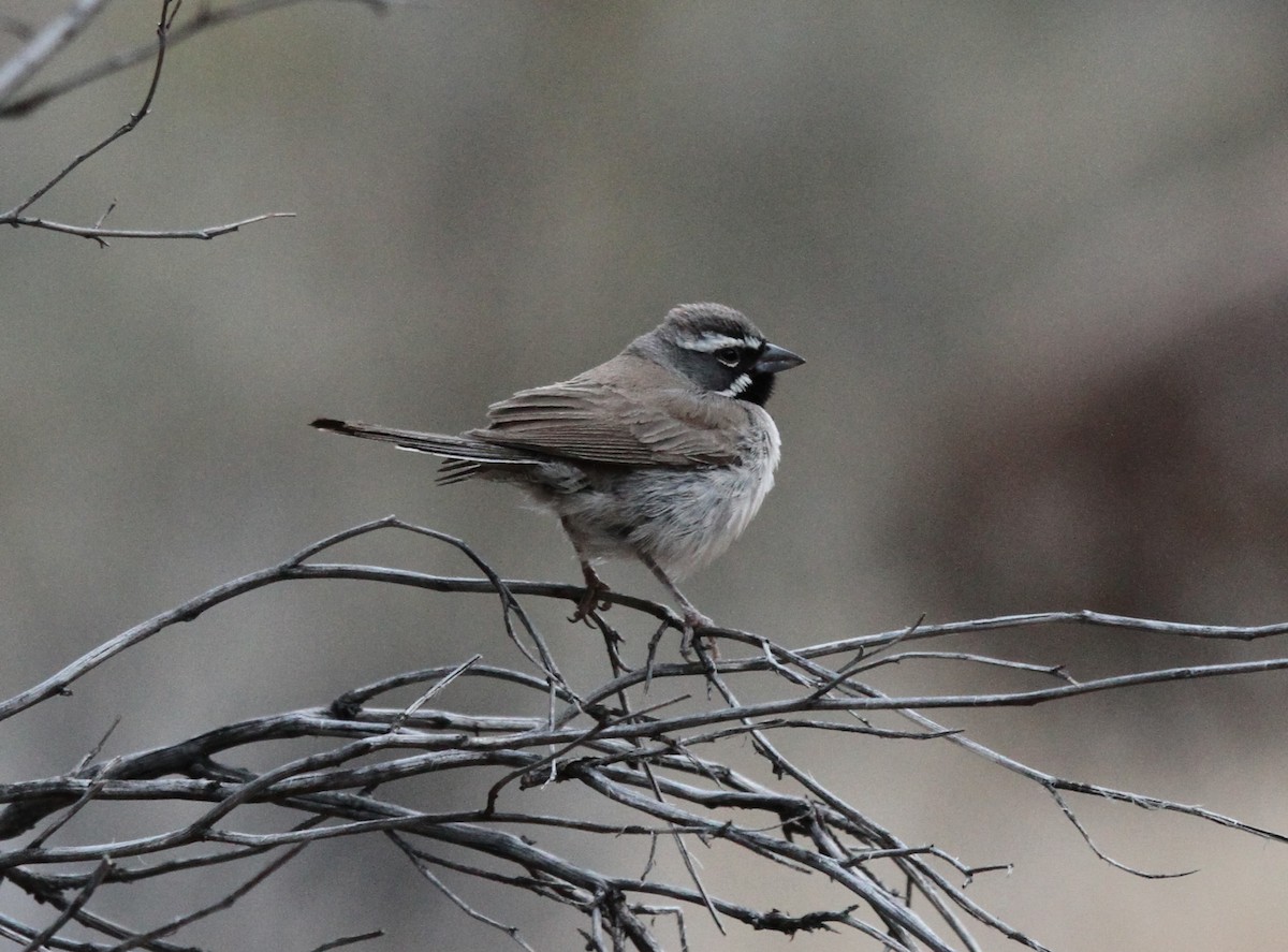 Black-throated Sparrow - ML638274591