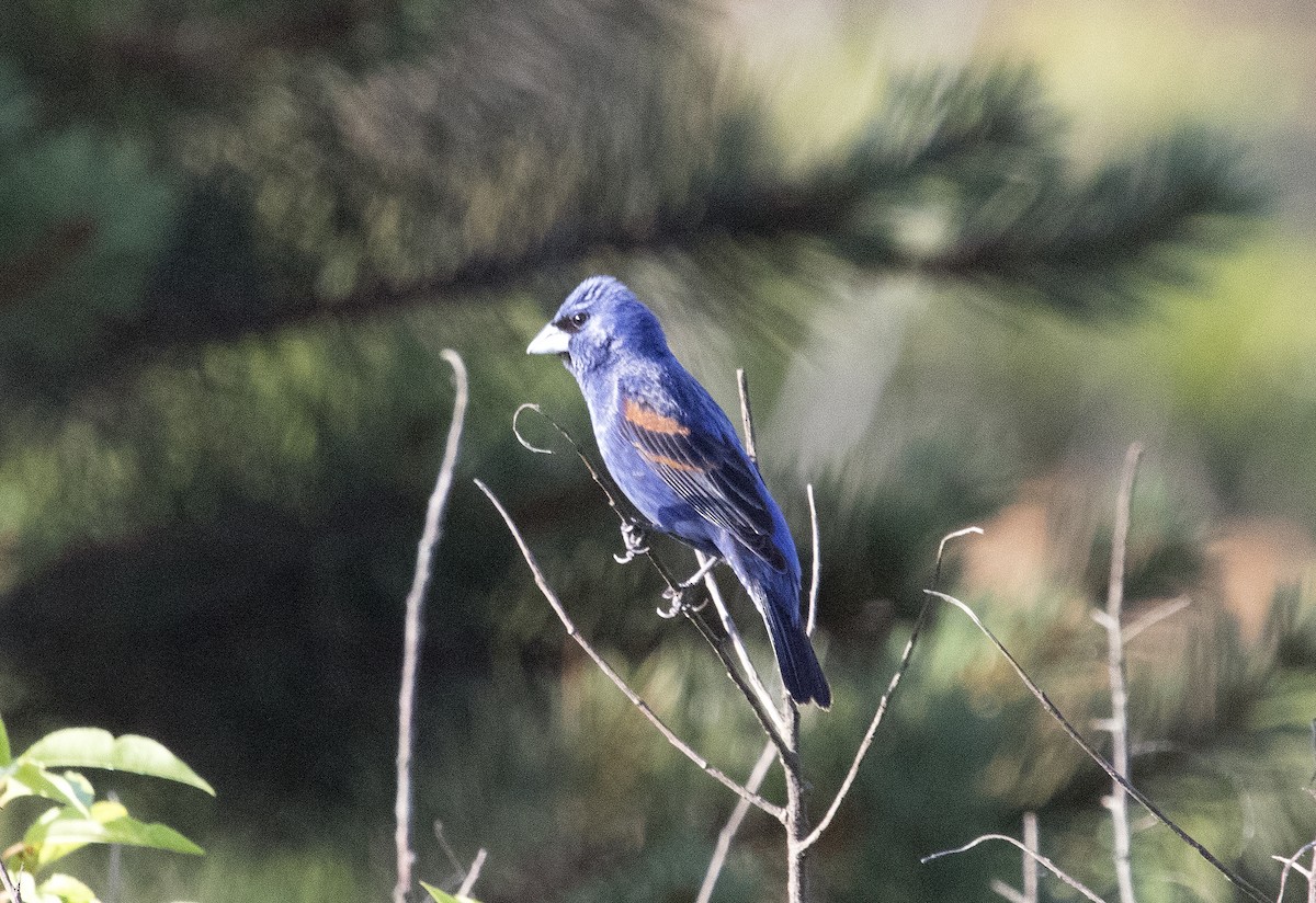 Blue Grosbeak - ML638274595