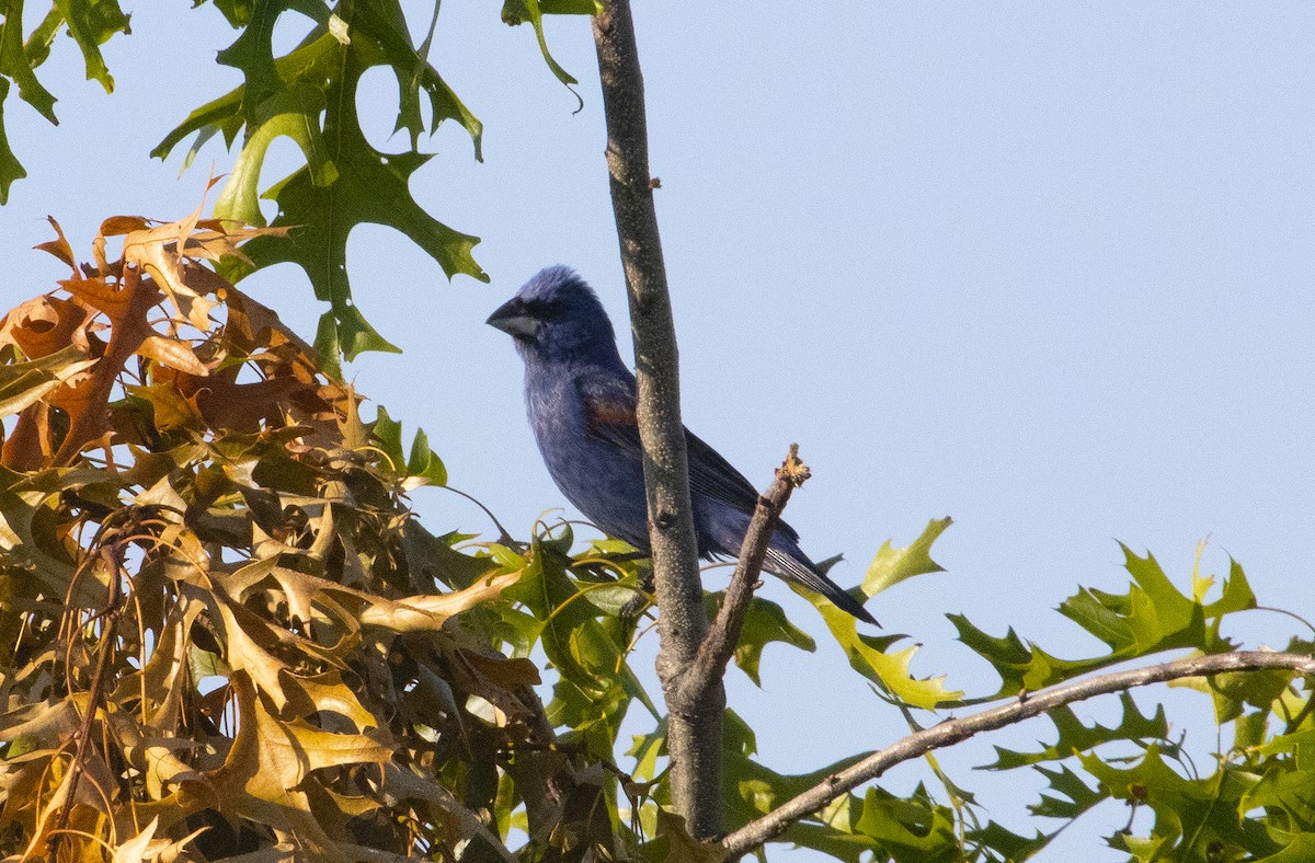 Blue Grosbeak - ML638274596
