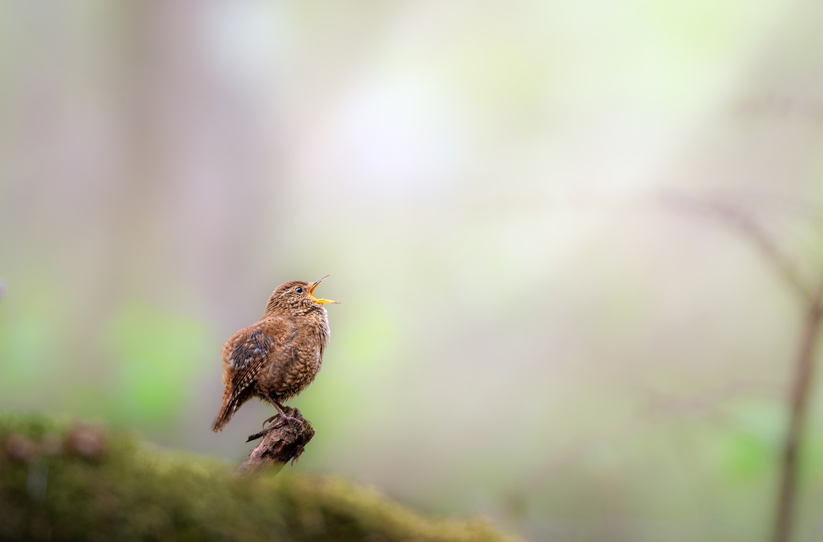 Eurasian Wren - ML638274597