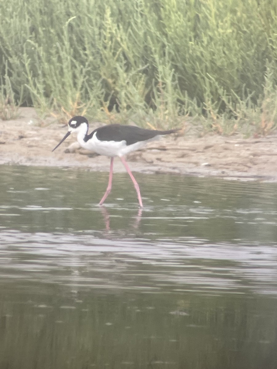 Black-necked Stilt - ML638274601