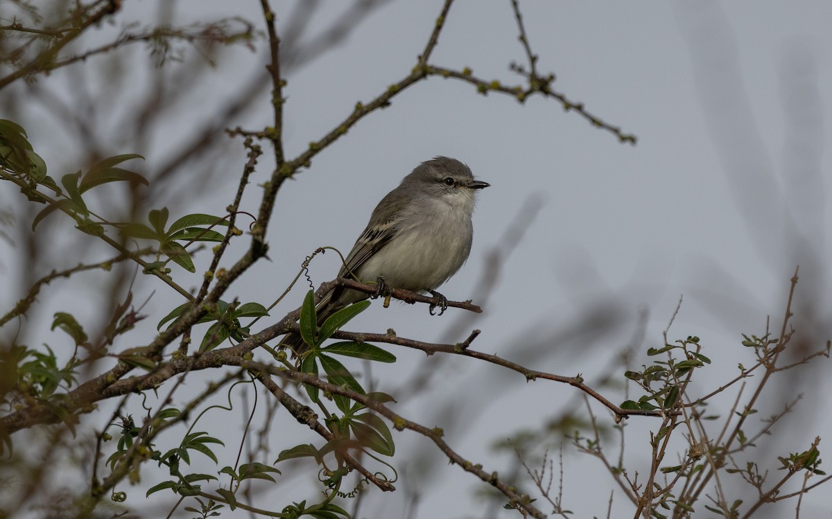 Suiriri Flycatcher - ML638274605