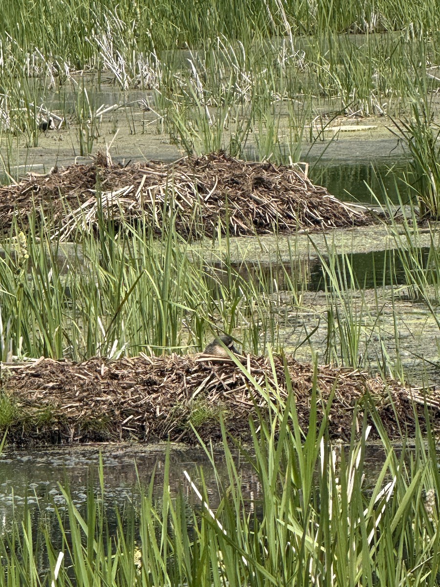 Blue-winged Teal - ML638274611