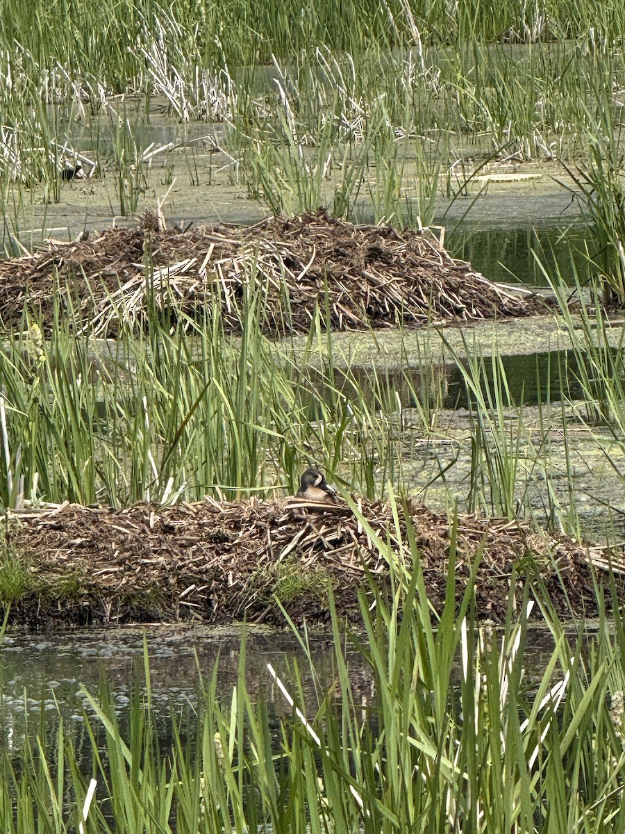 Blue-winged Teal - ML638274612