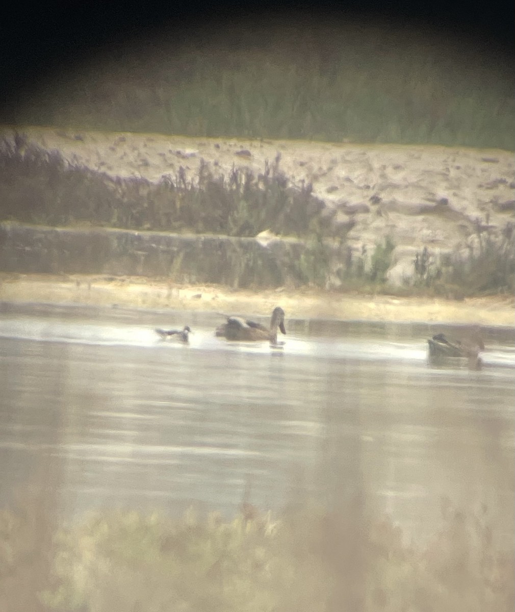 Red-necked Phalarope - ML638274614