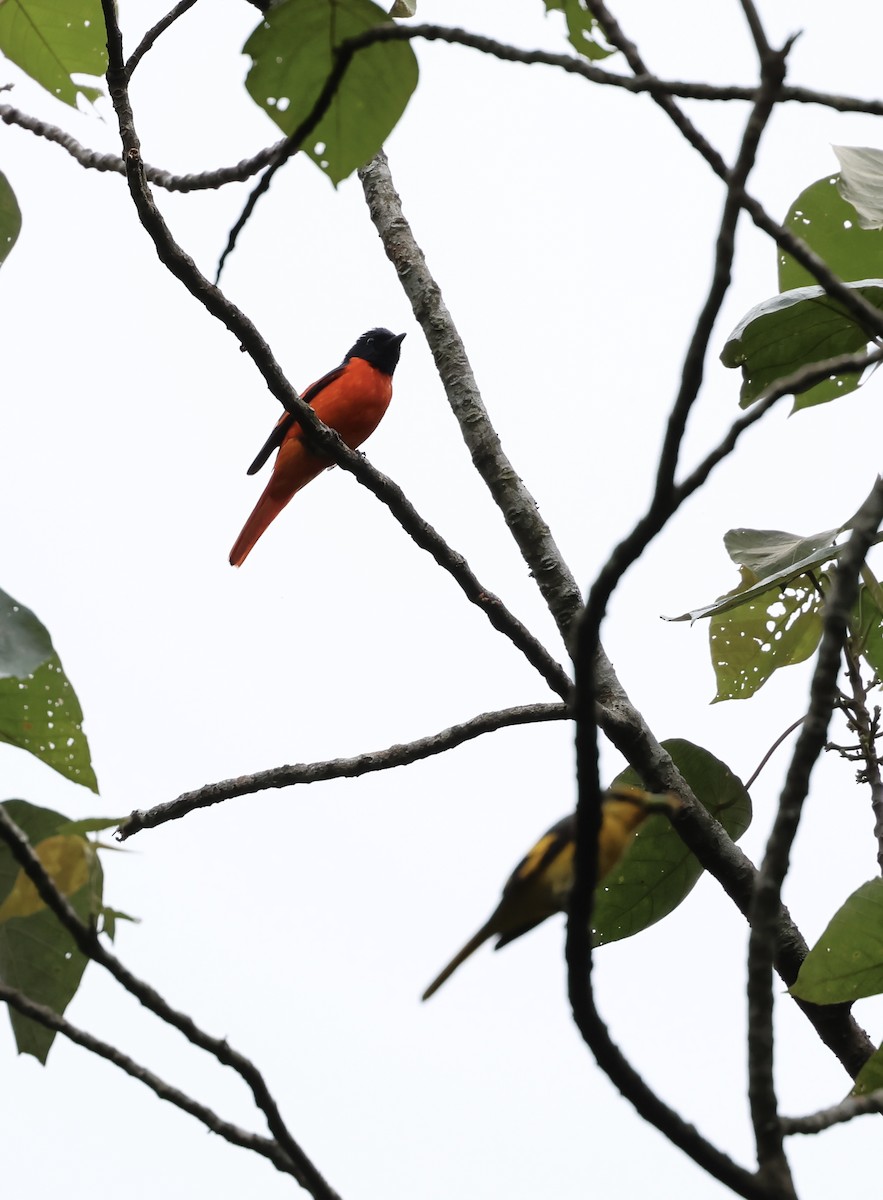 Kırmızı Minivet - ML638274619