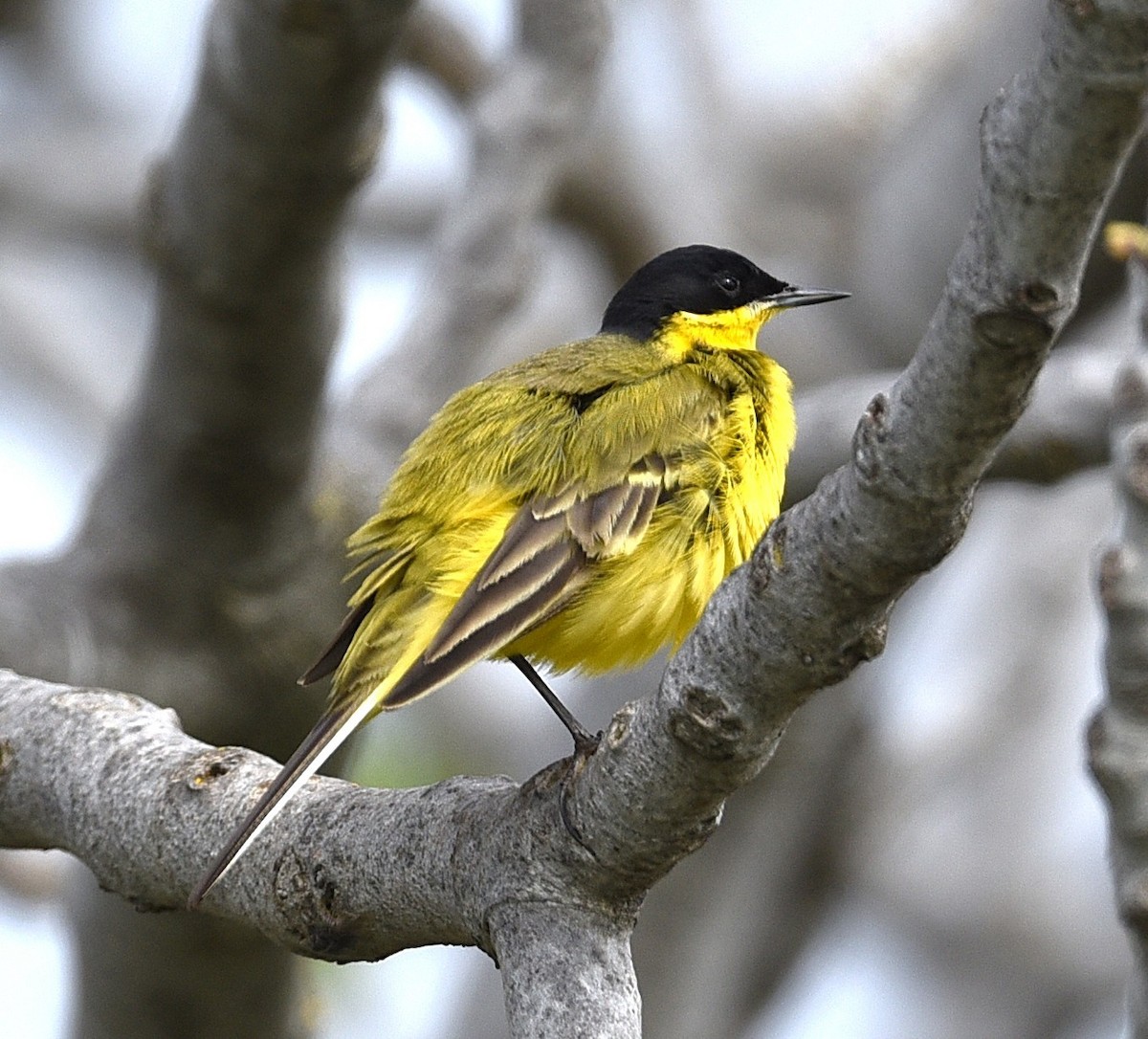 Western Yellow Wagtail (feldegg) - ML638274641