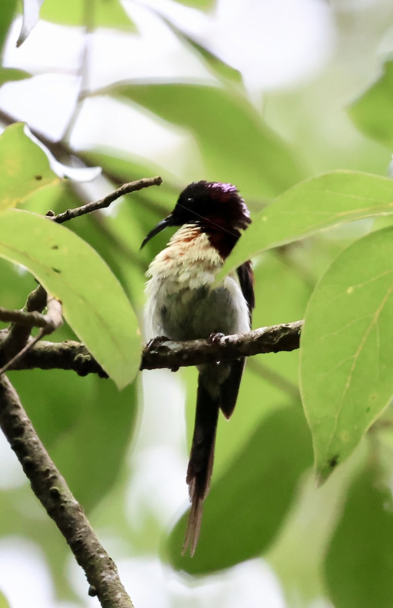 Schwarzkehl-Nektarvogel - ML638274647