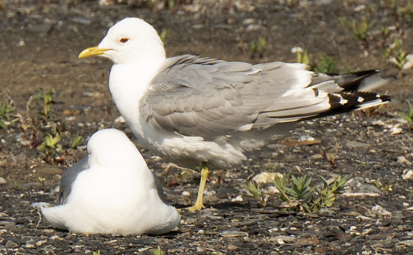 Short-billed Gull - ML638274659