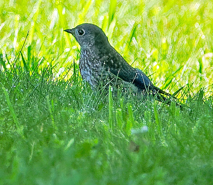 Eastern Bluebird - ML638274668