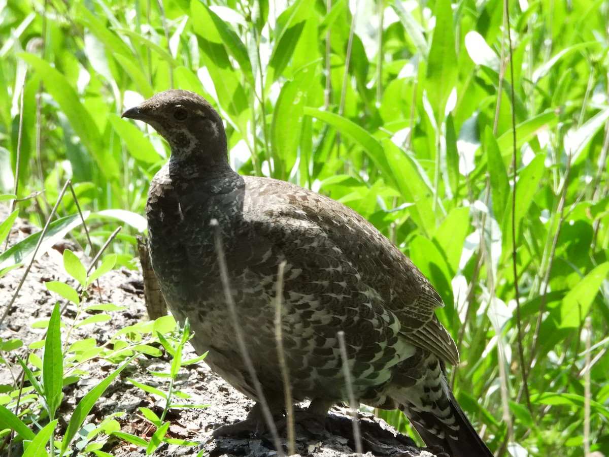 Dusky Grouse - ML638274672