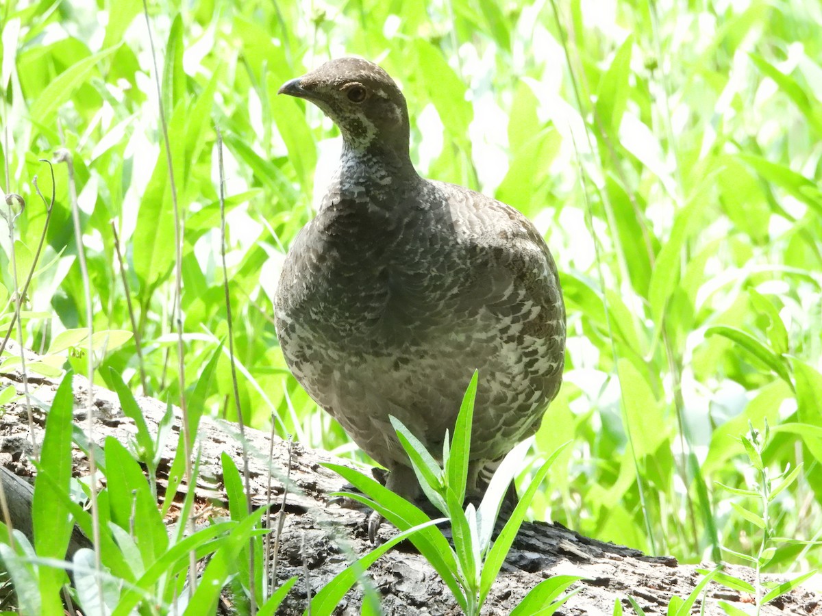 Dusky Grouse - ML638274673