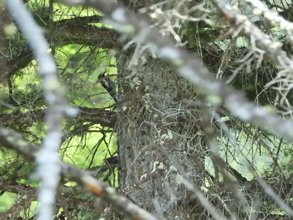Williamson's Sapsucker - ML638274680