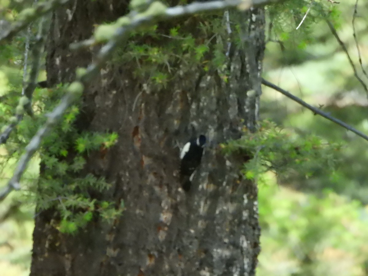 Williamson's Sapsucker - ML638274681