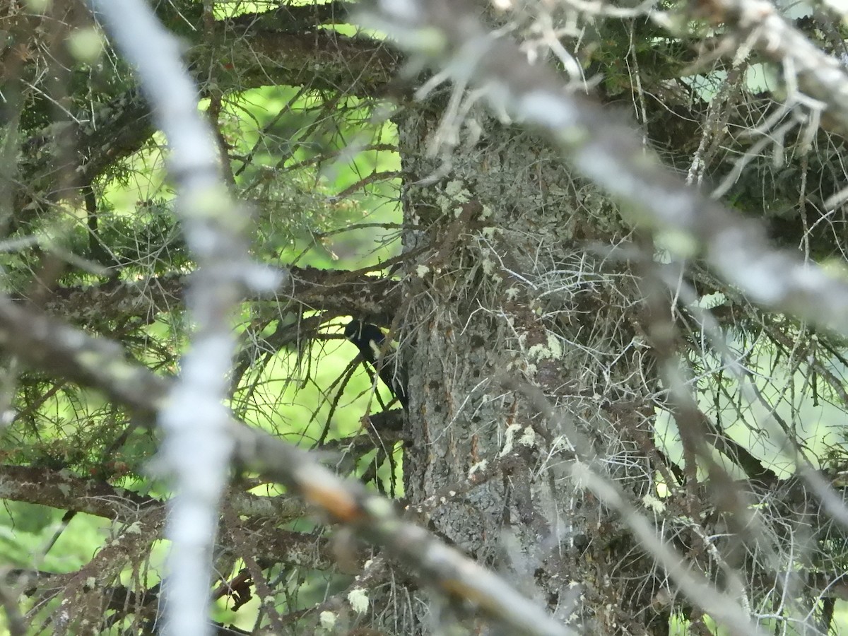 Williamson's Sapsucker - ML638274682