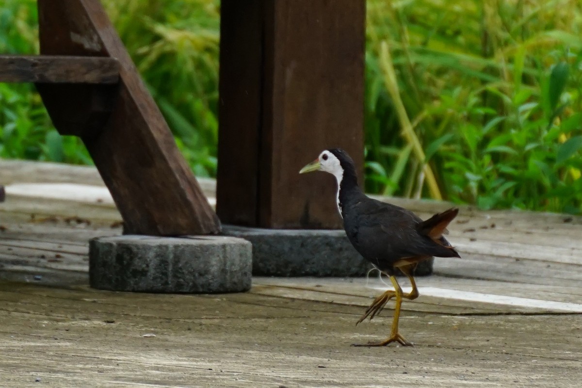 White-breasted Waterhen - ML638274710