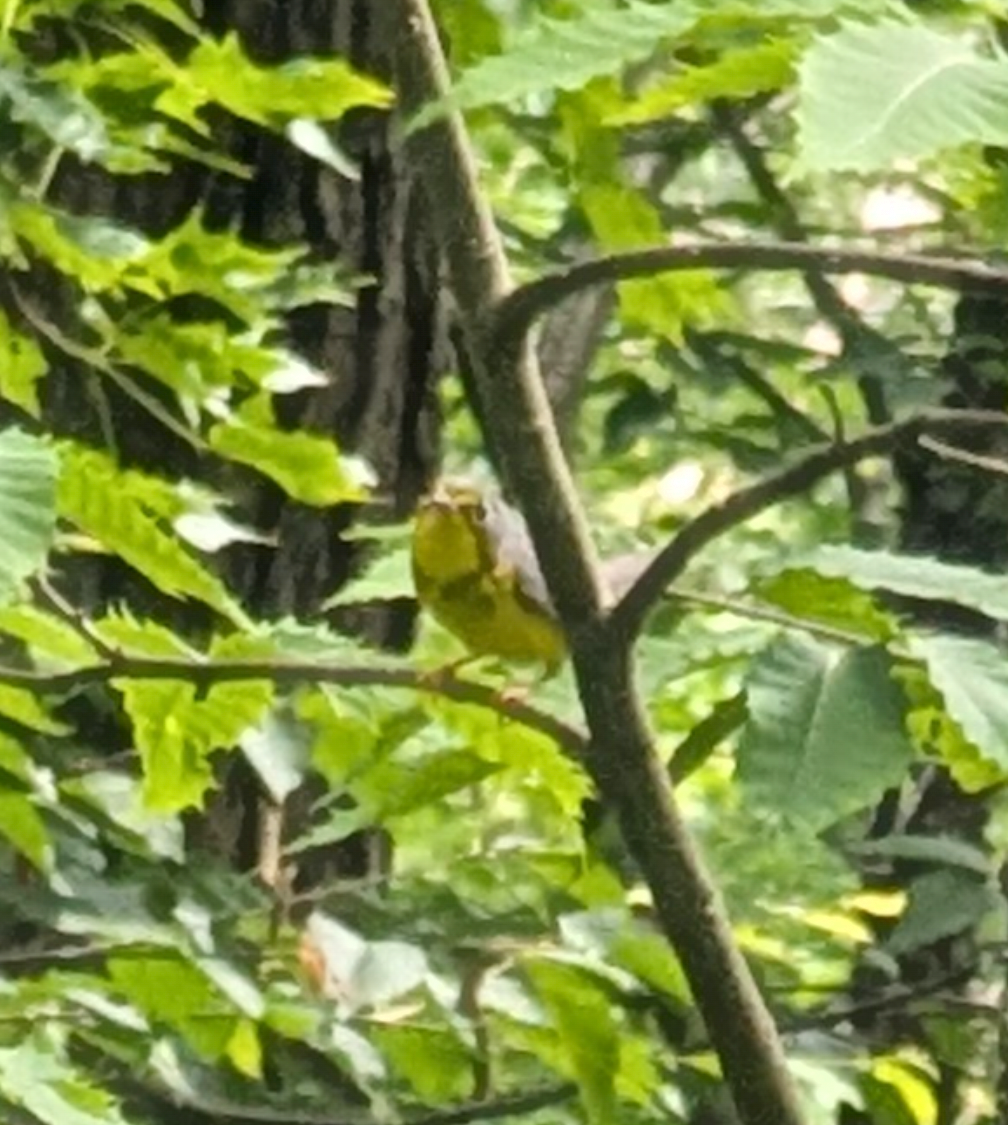 Canada Warbler - ML638274729