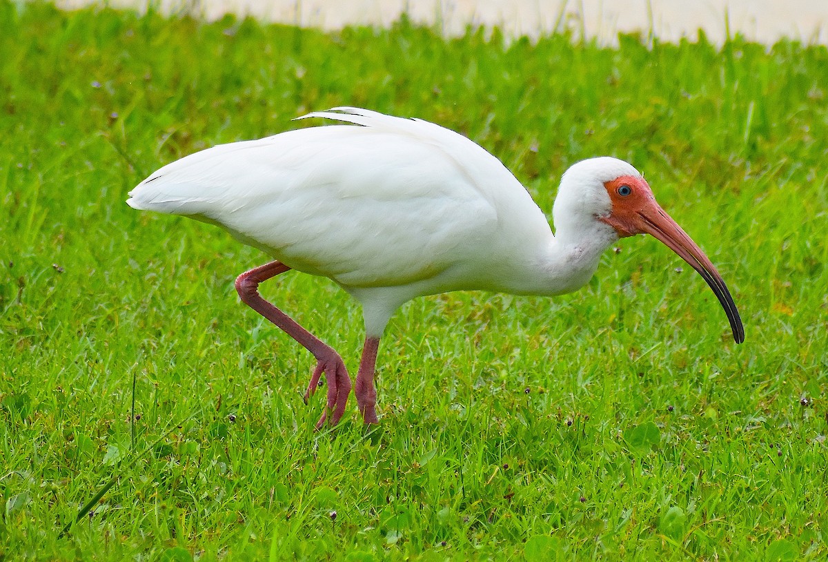 ibis bílý - ML638274745
