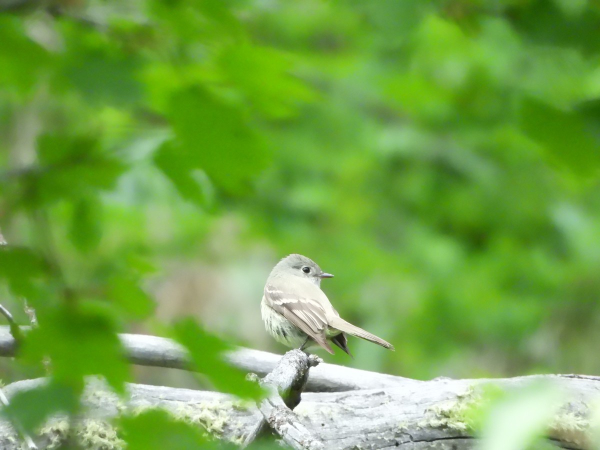 Hammond's Flycatcher - ML638274751