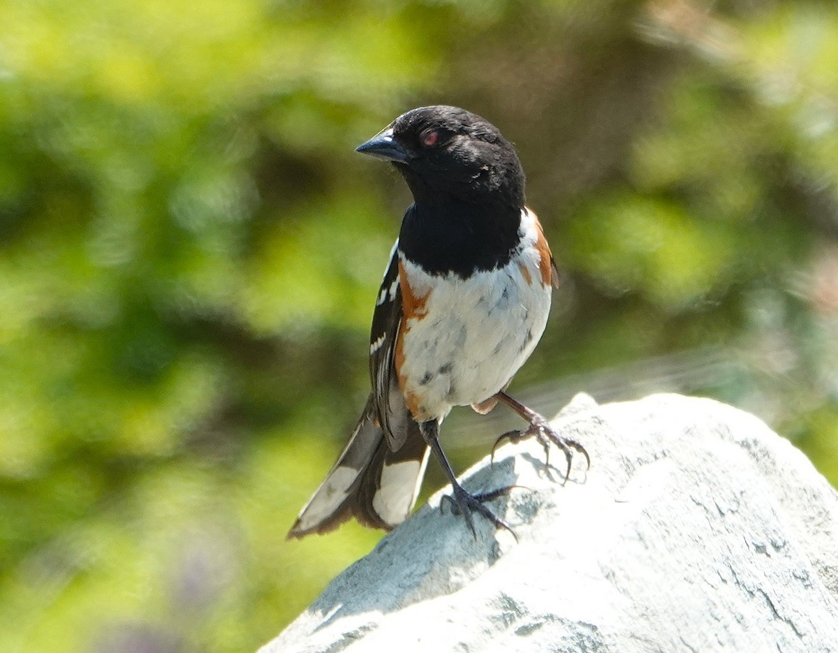 Spotted Towhee - ML638274754